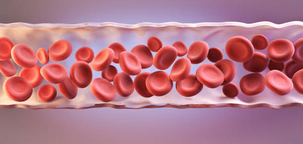 blood vessel size, veins pop, nitric oxide supplements